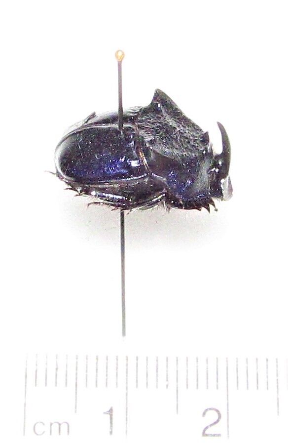 Phanaeus quadridens minor male REAL BLUE DUNG BEETLE Guatemala PINNED