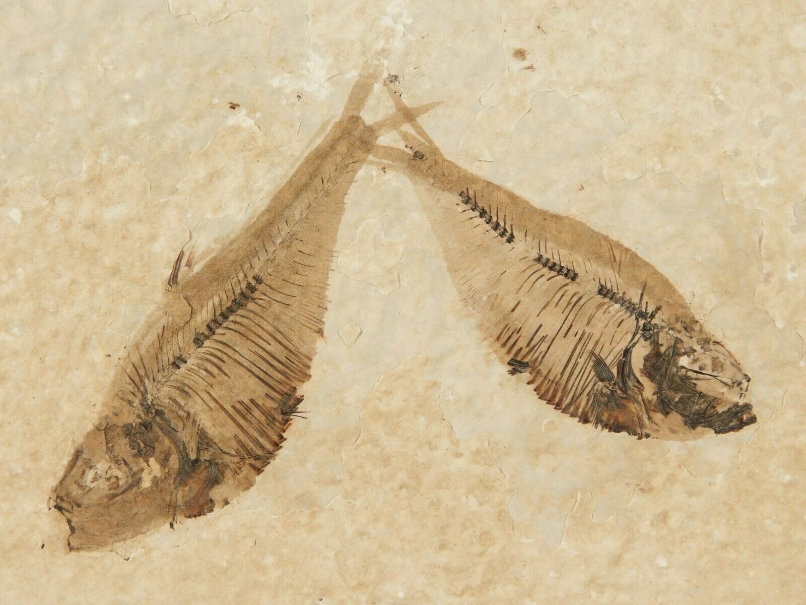 TWO 50 Million Year Old Diplomystus FISH Fossils From Wyoming 274gr