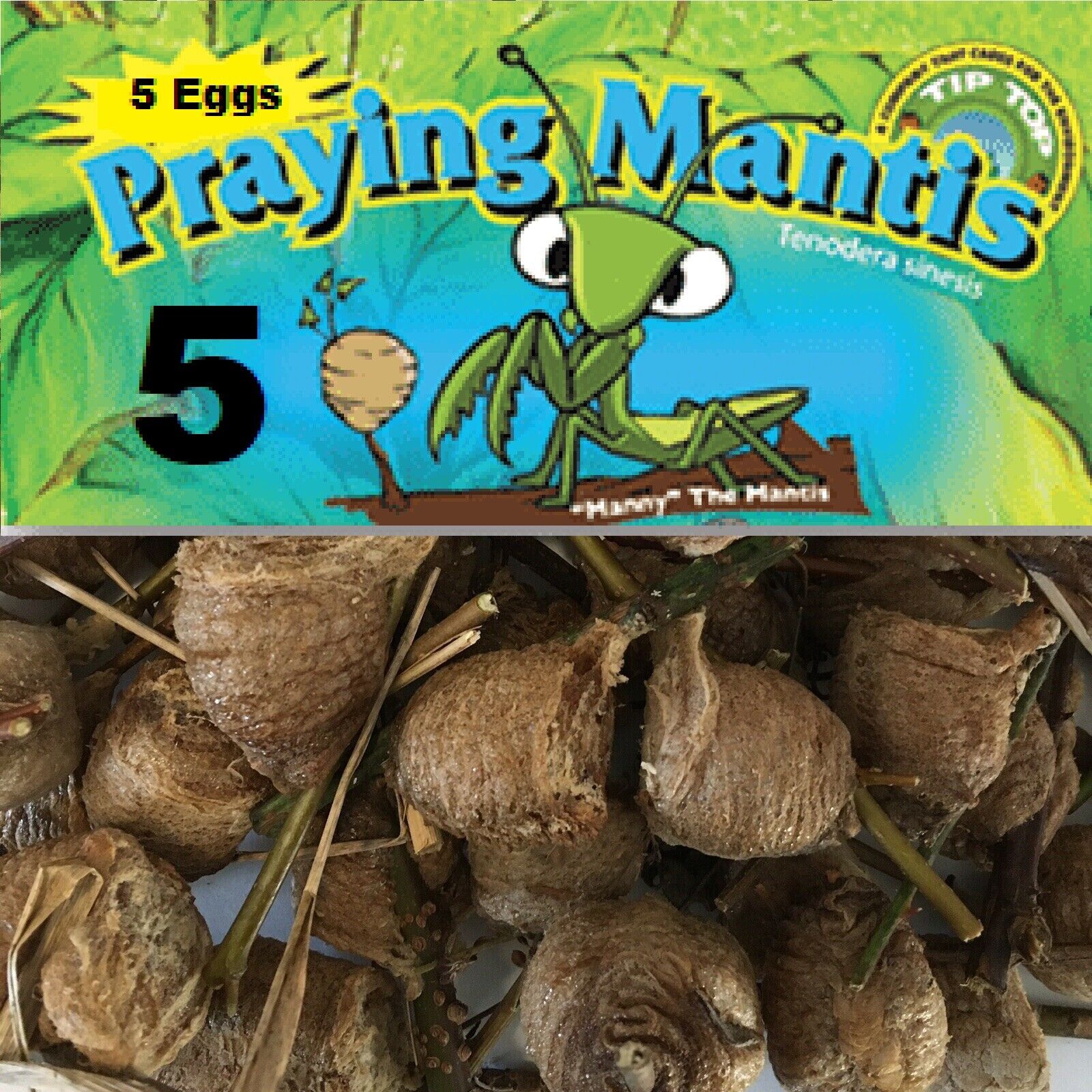 100%, NATURAL PESTICIDE FOR ORGANIC GARDE 5 Fresh Praying Mantis Egg Cases 