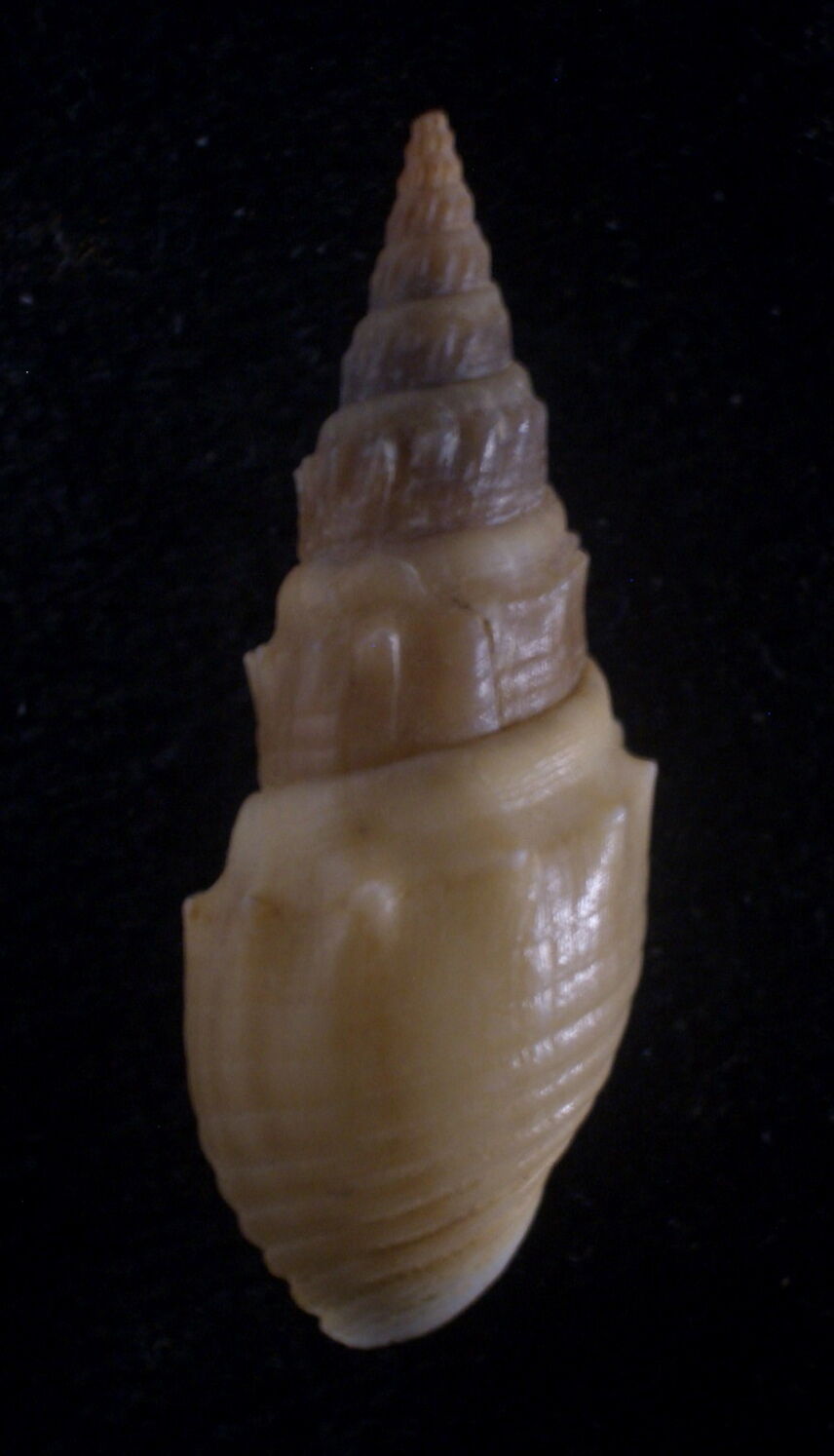 freshwater snail Thiara species 33-37mm Gem/F+++