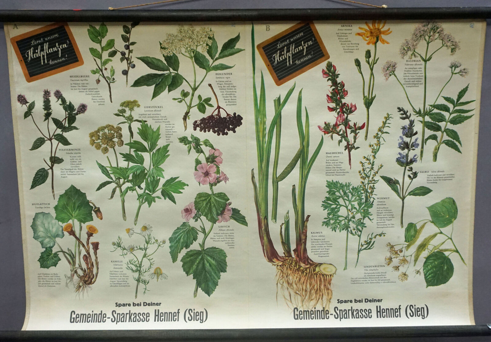 Botanical Poster Vintage Rollable Wallchart Medical Plants