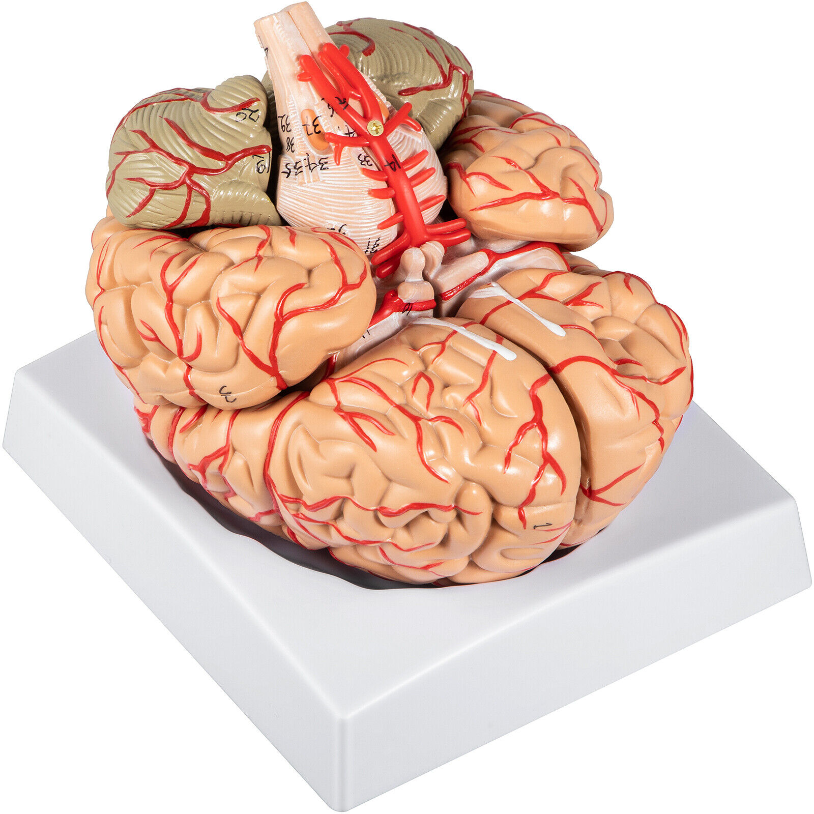 VEVOR Human Brain Model Anatomy Teach Brain Model 9-Part Labeled Life Size