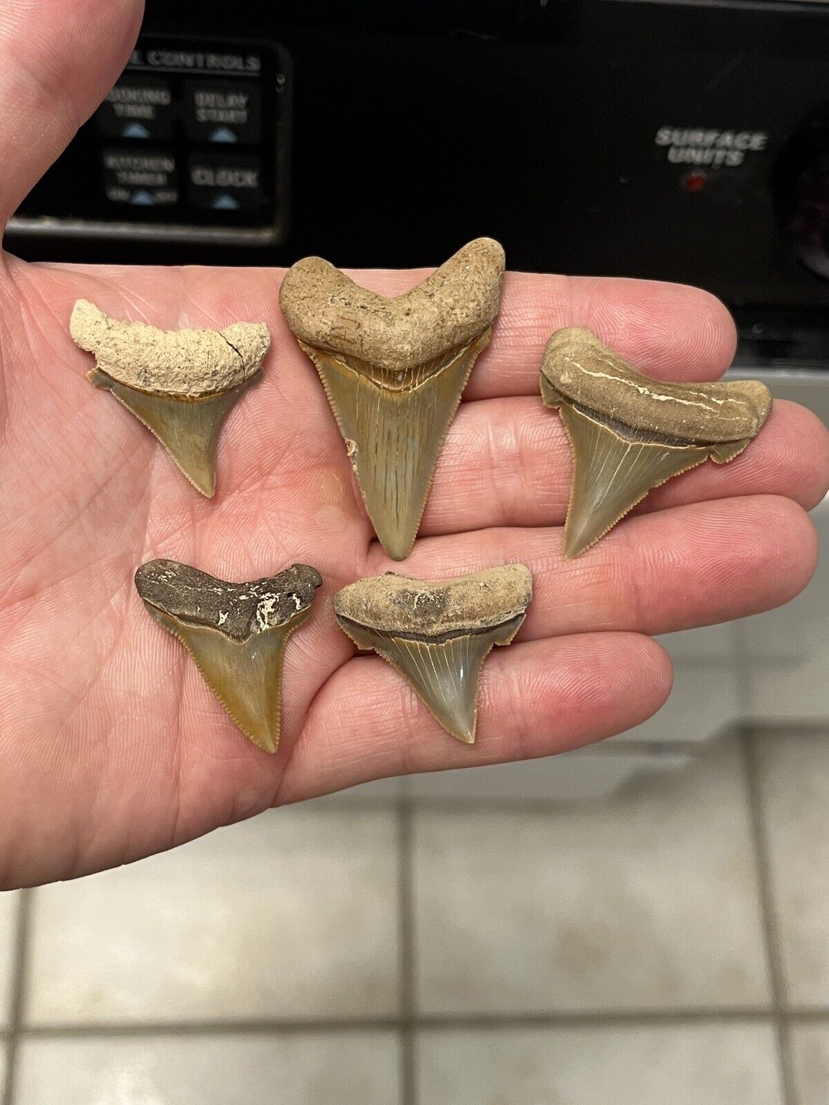 5 Angustidens Shark Teeth. Pre Megalodon Era.