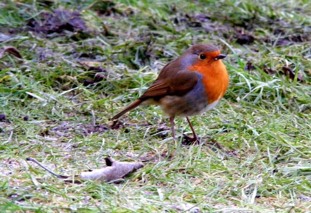 Photo 6x4 A Robin at Lossiemouth Its popularity stems from tameness, Robi c2012