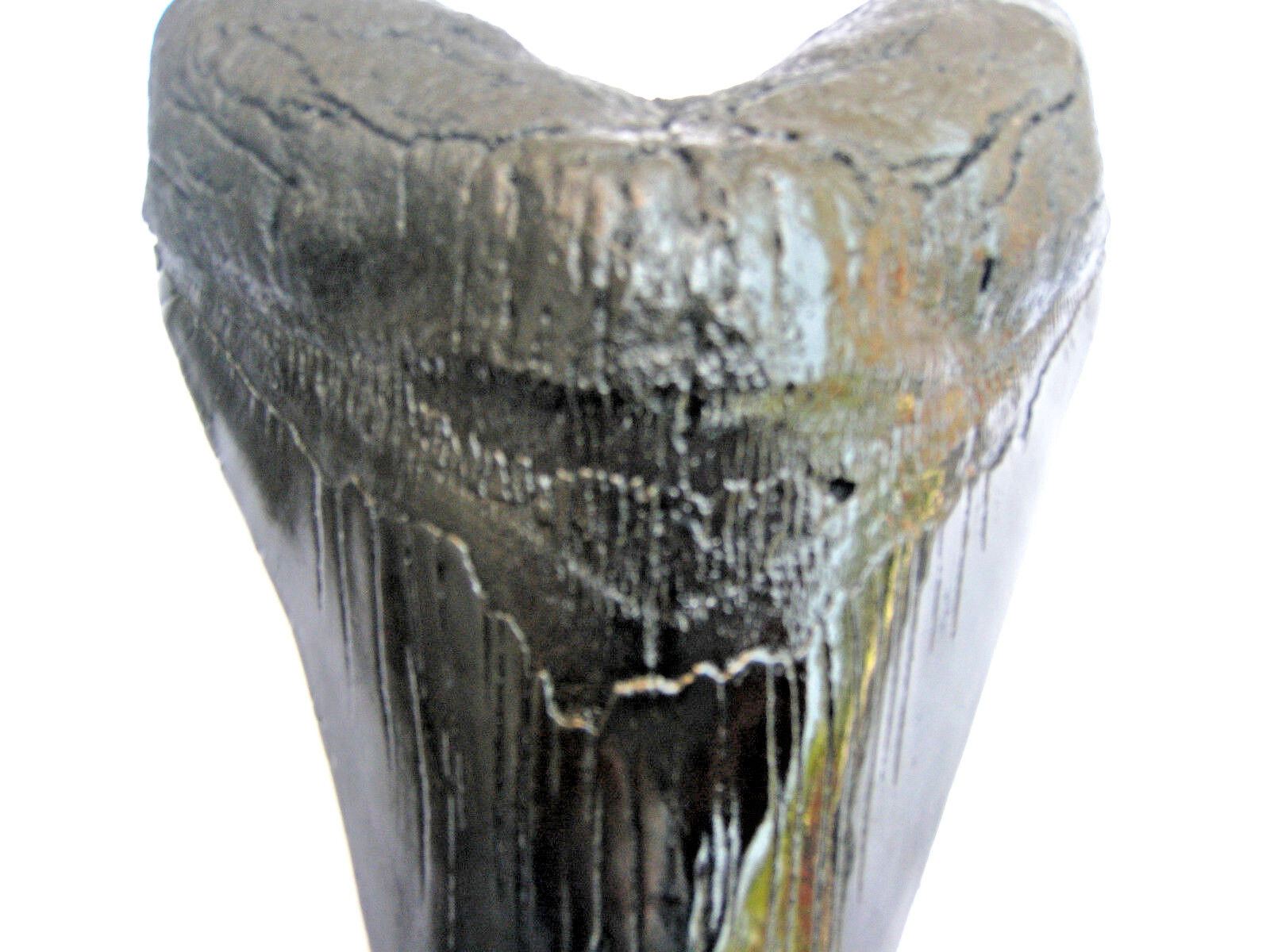 7 INCH LONG MEGALODON TOOTH REPLICA BIG FOSSIL GIANT RELIC TEETH HUGE SHARK NEW