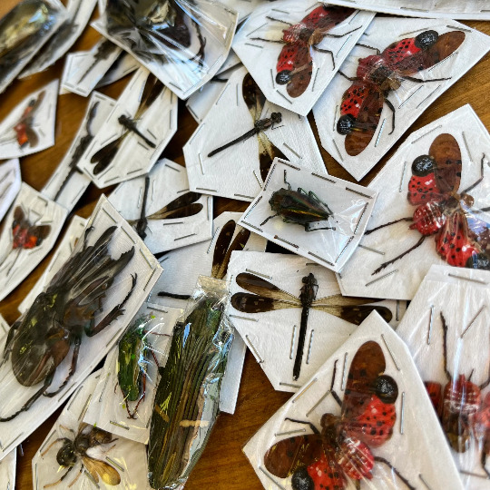 Assorted Bugs and Beetles Lot of 10. Cool insect species from around the world