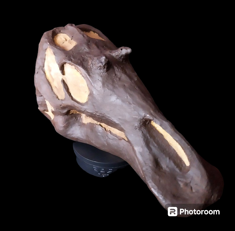 Maiasaura peeblesorum juvenile skull fossil replica