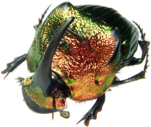 Phanaeus mexicanus male ONE REAL RED GREEN HORNED RHINOCEROS DUNG BEETLE