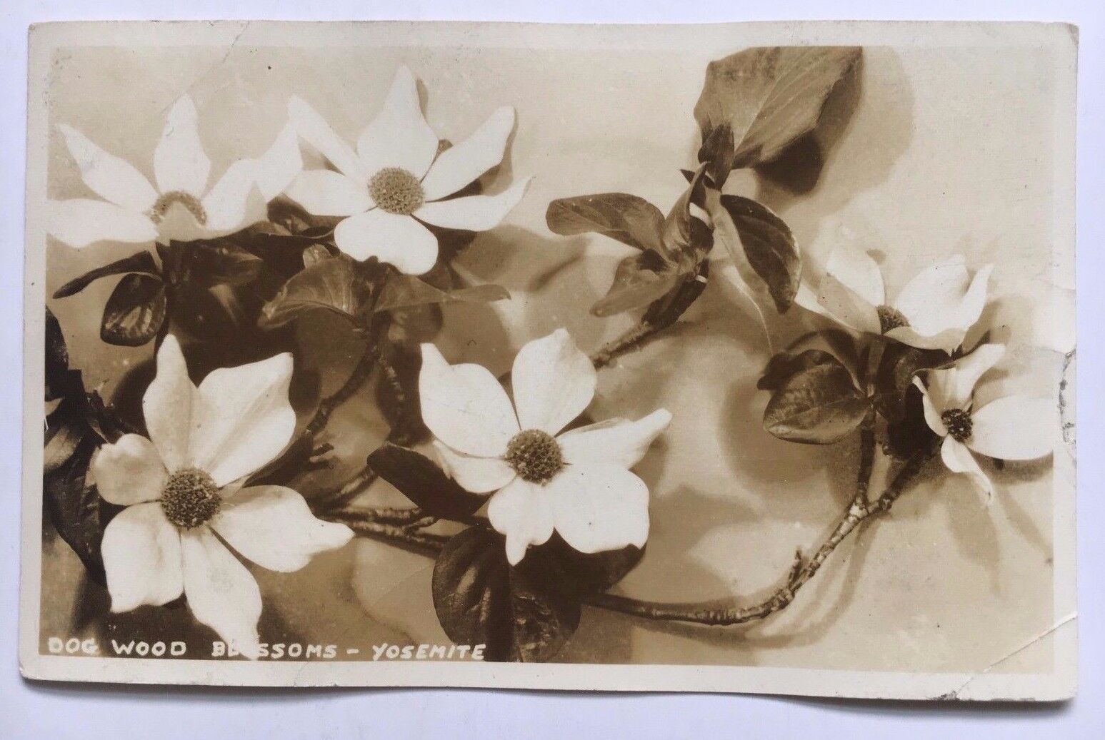 1939 Dogwood Blossoms Yosemite California RPPC Real Photo Postcard Post. Used