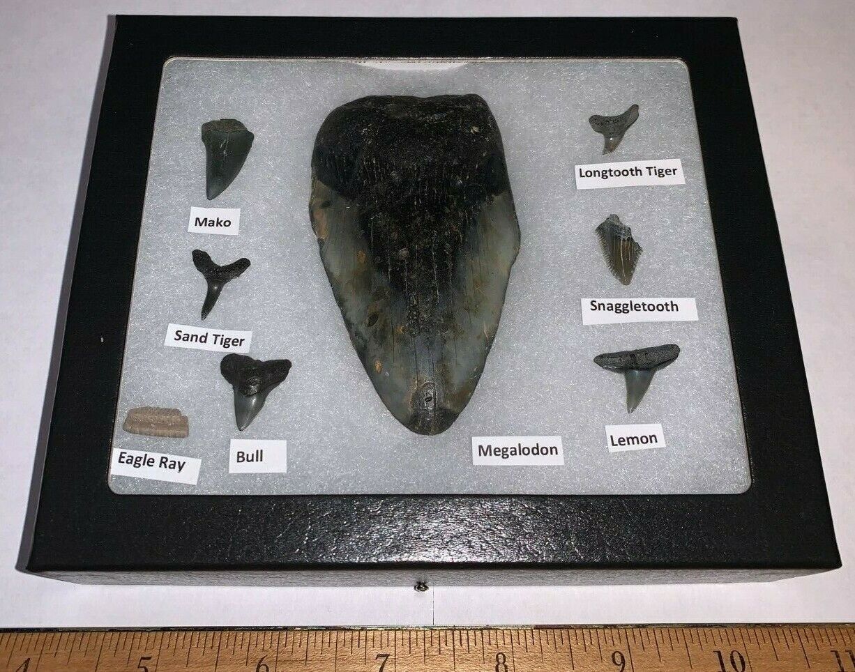 Beginner Labeled Megalodon Era Fossil Shark Teeth Collection in a Riker Mount