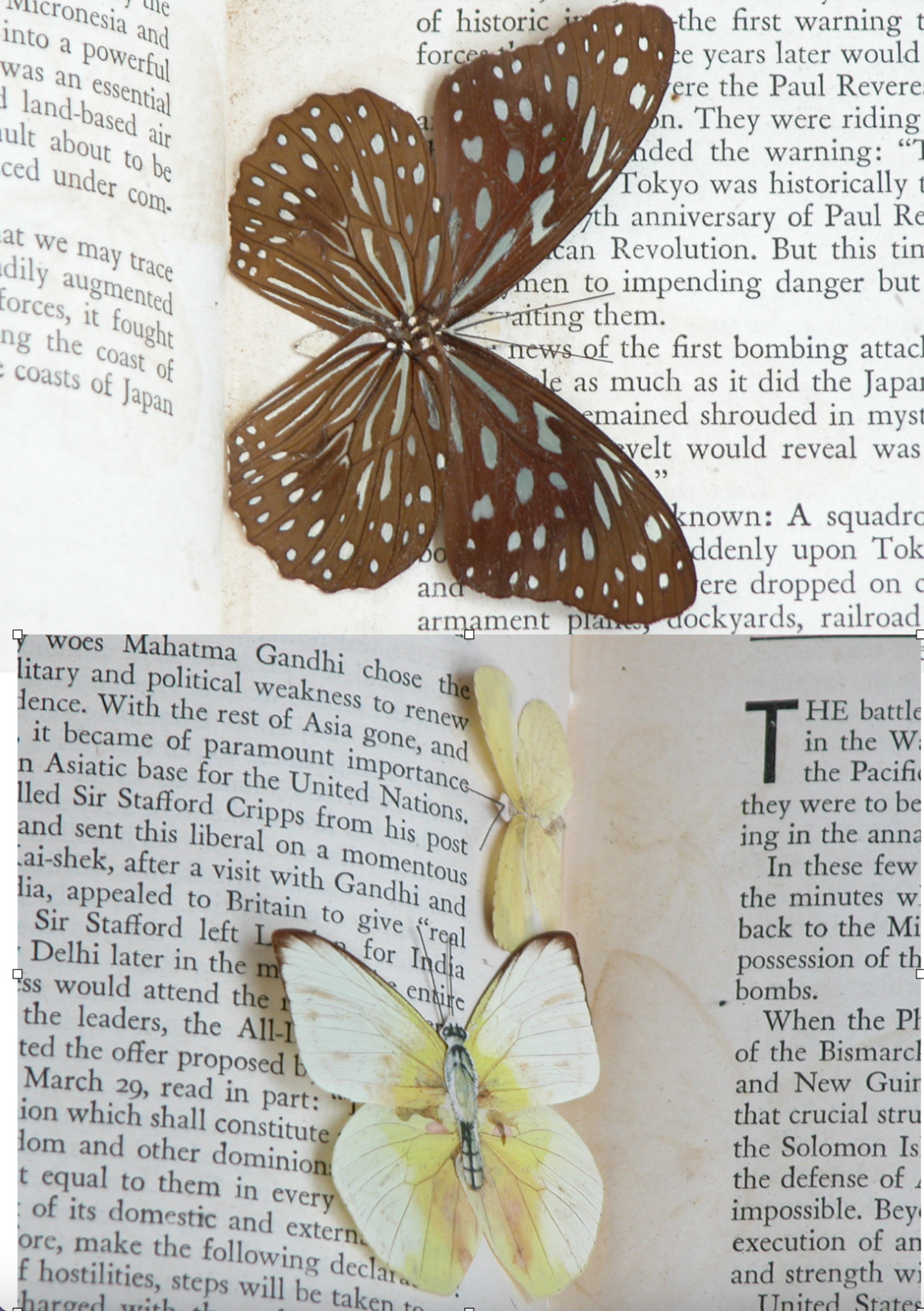 Insect Butterfly Papilionidae Papilio Mixed Collection in Book Lot 47 RARE