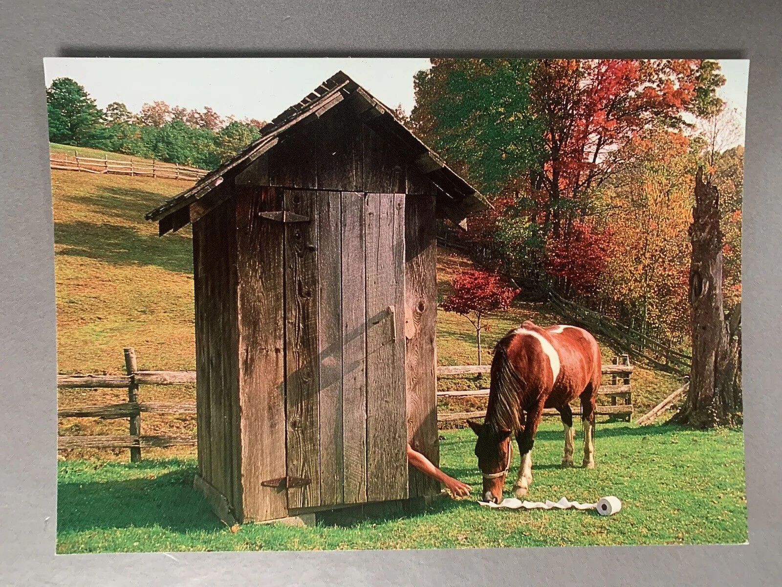 Vintage Funny Outhouse Postcard Unposted Bathroom Humor Horse Outdoors Vtg