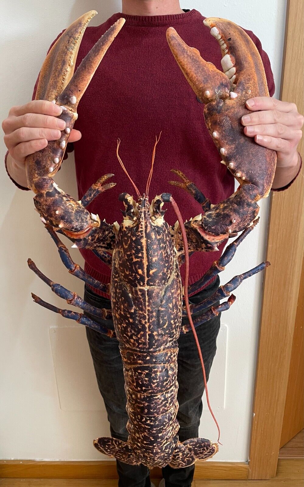 RARE Giant Crab Taxidermy, Giant Lobster Taxidermy Curiosity