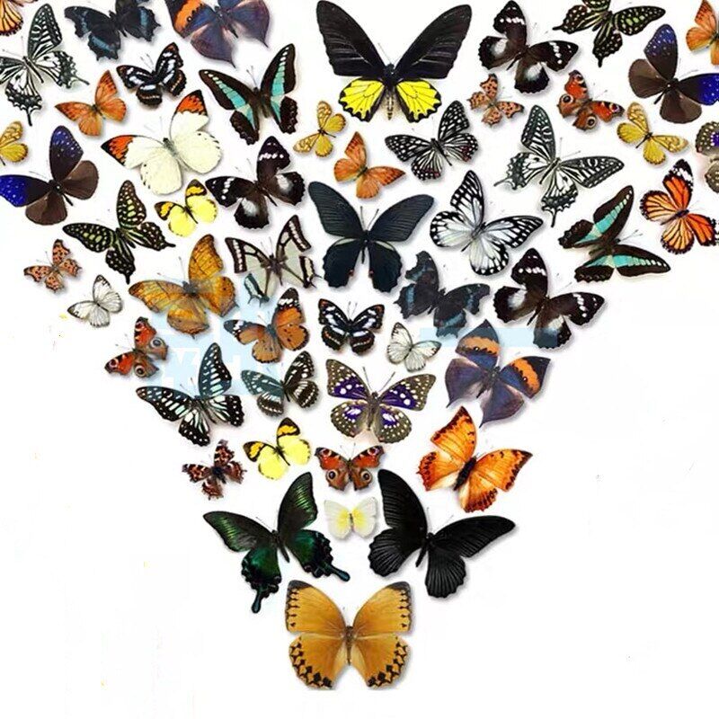 30pcs（Butterfly species with no duplicates）​natural Real Butterflies Specimen