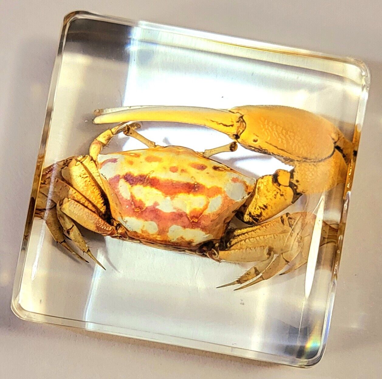 38mm Real Fiddler Crab in Crystal Clear Lucite Resin Science Education Specimen