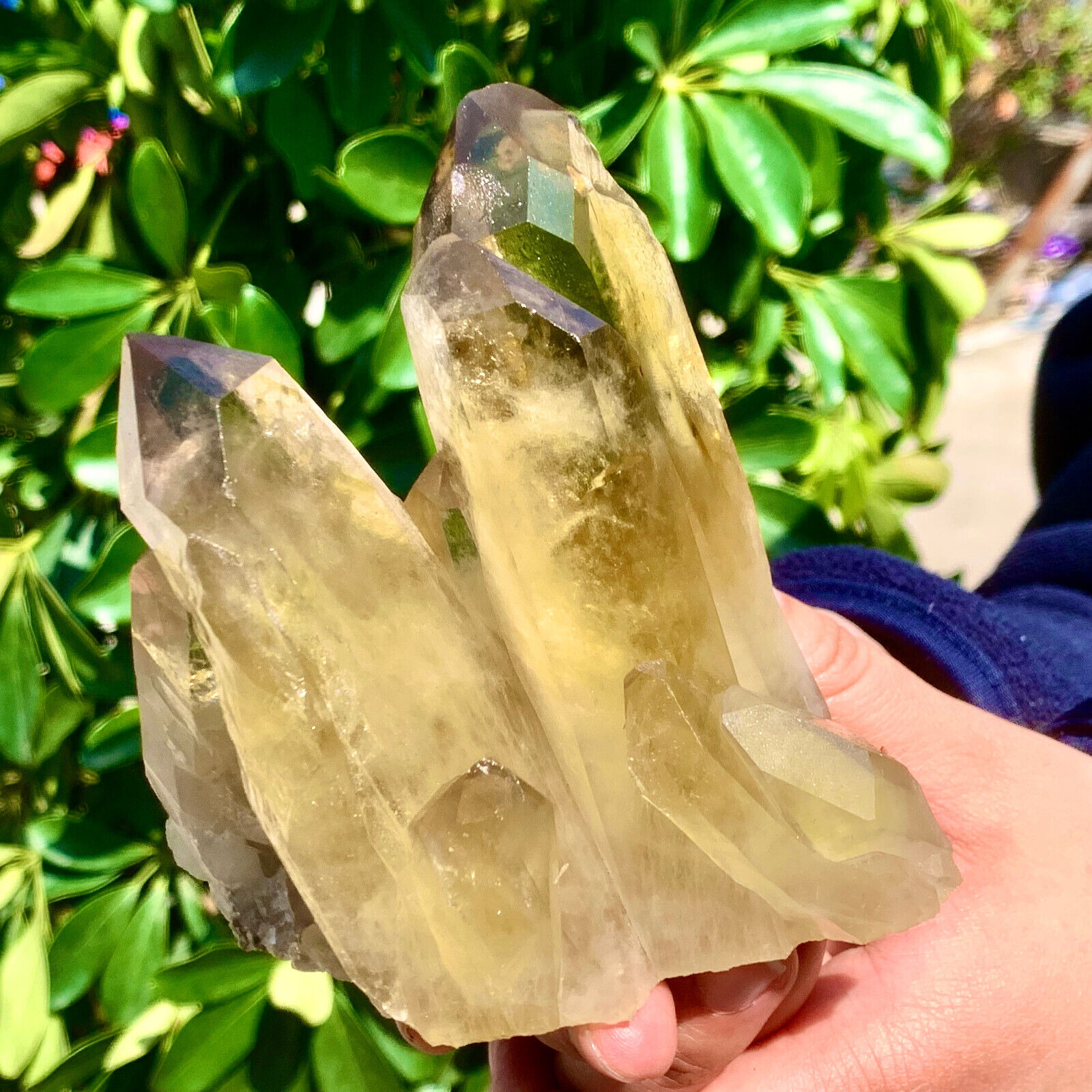 1.22LB Natural Citrine cluster mineral specimen quartz crystal healing