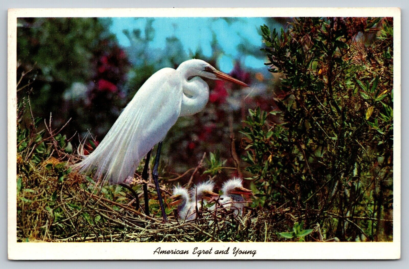 AMERICAN EGRET nest Everglades National Park FL VTG UNP chrome Postcard A52