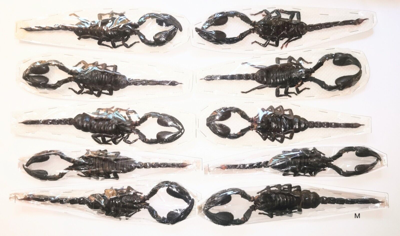 Heterometrus spinifer 12cm+ 10pcs A1/A1- from MALAYSIA - MED. SCORPION  #0580-10