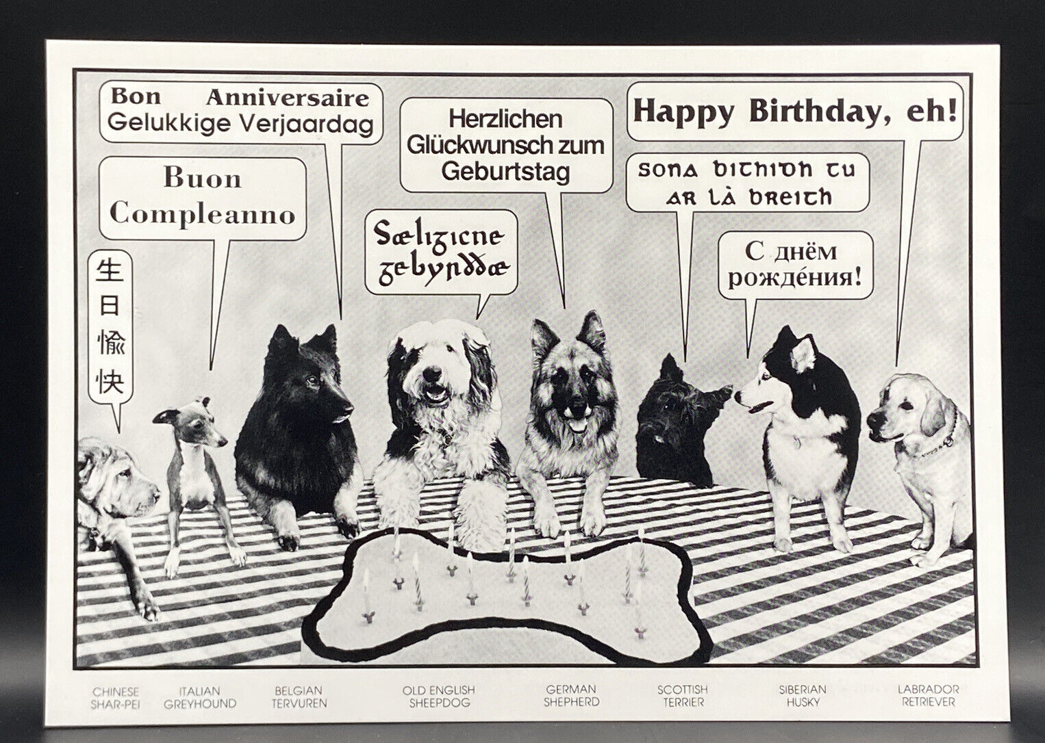 Birthday Card- Happy Birthday In 8 Languages - Dogs - Funny Vintage Postcard