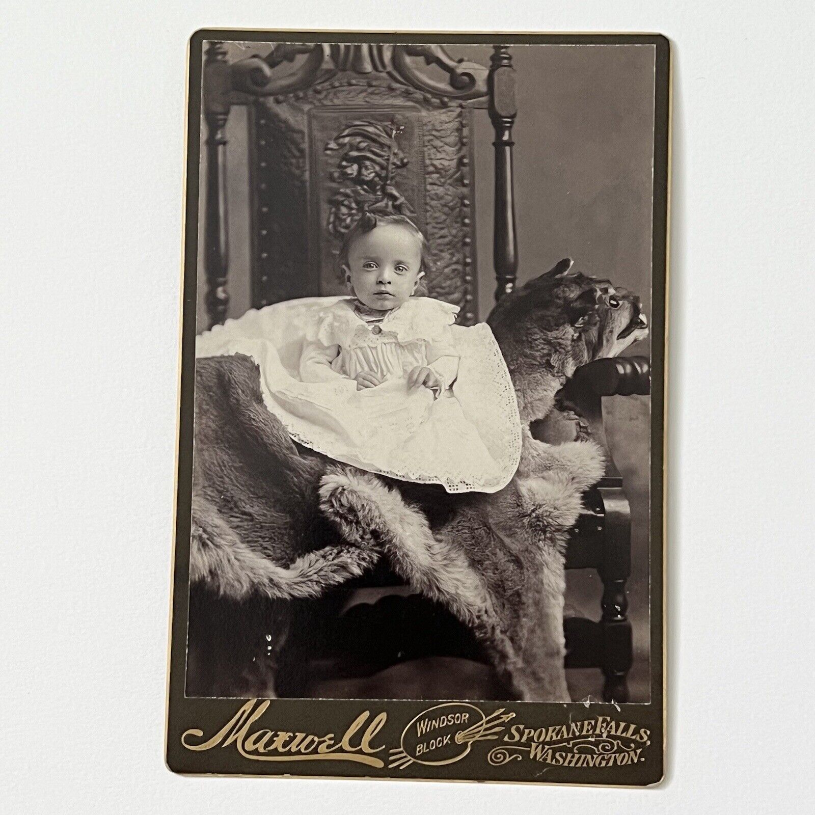 Antique Cabinet Card Photograph Little Girl  Taxidermy Cougar Odd Spokane WA