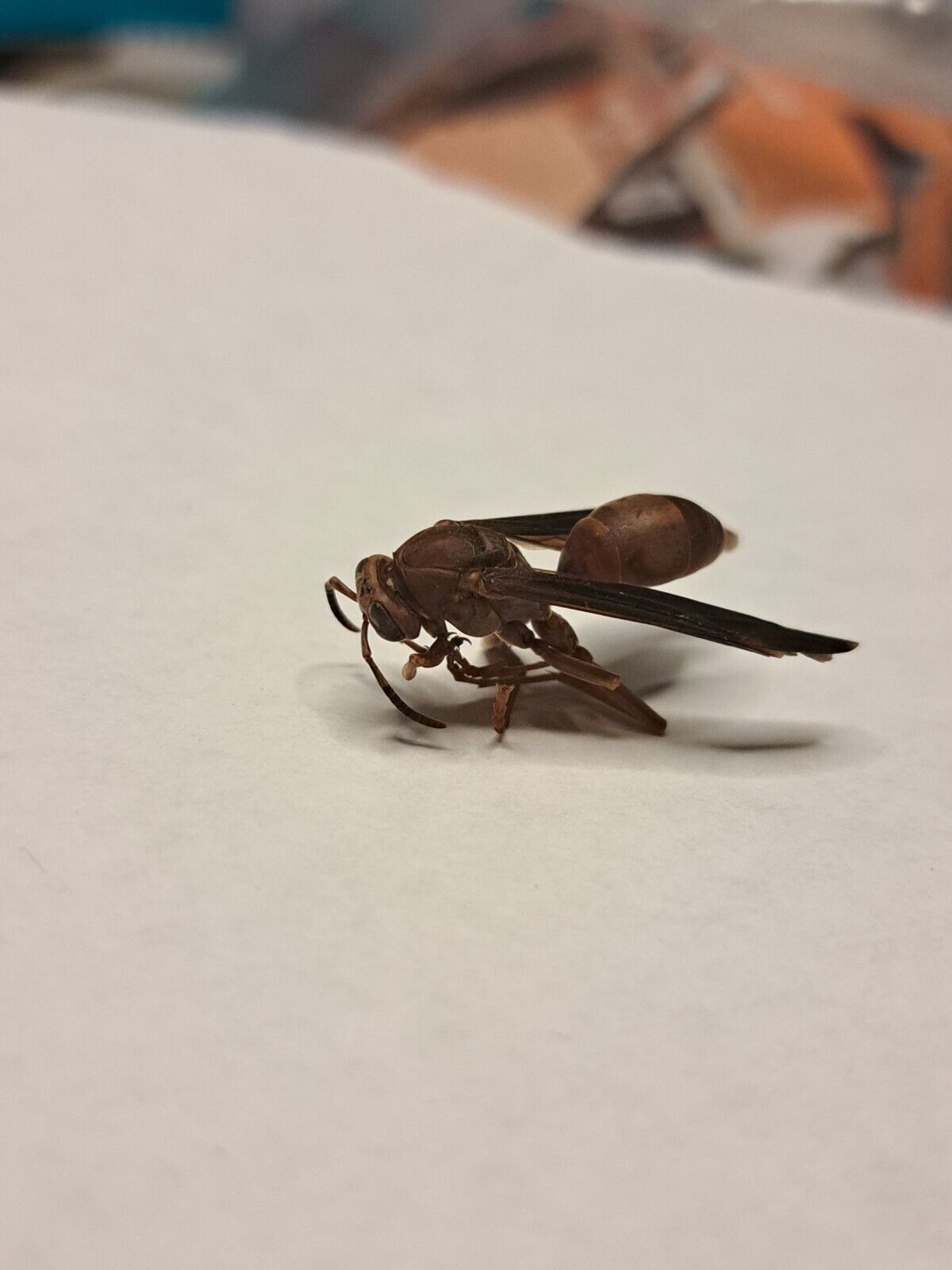 A Wasp