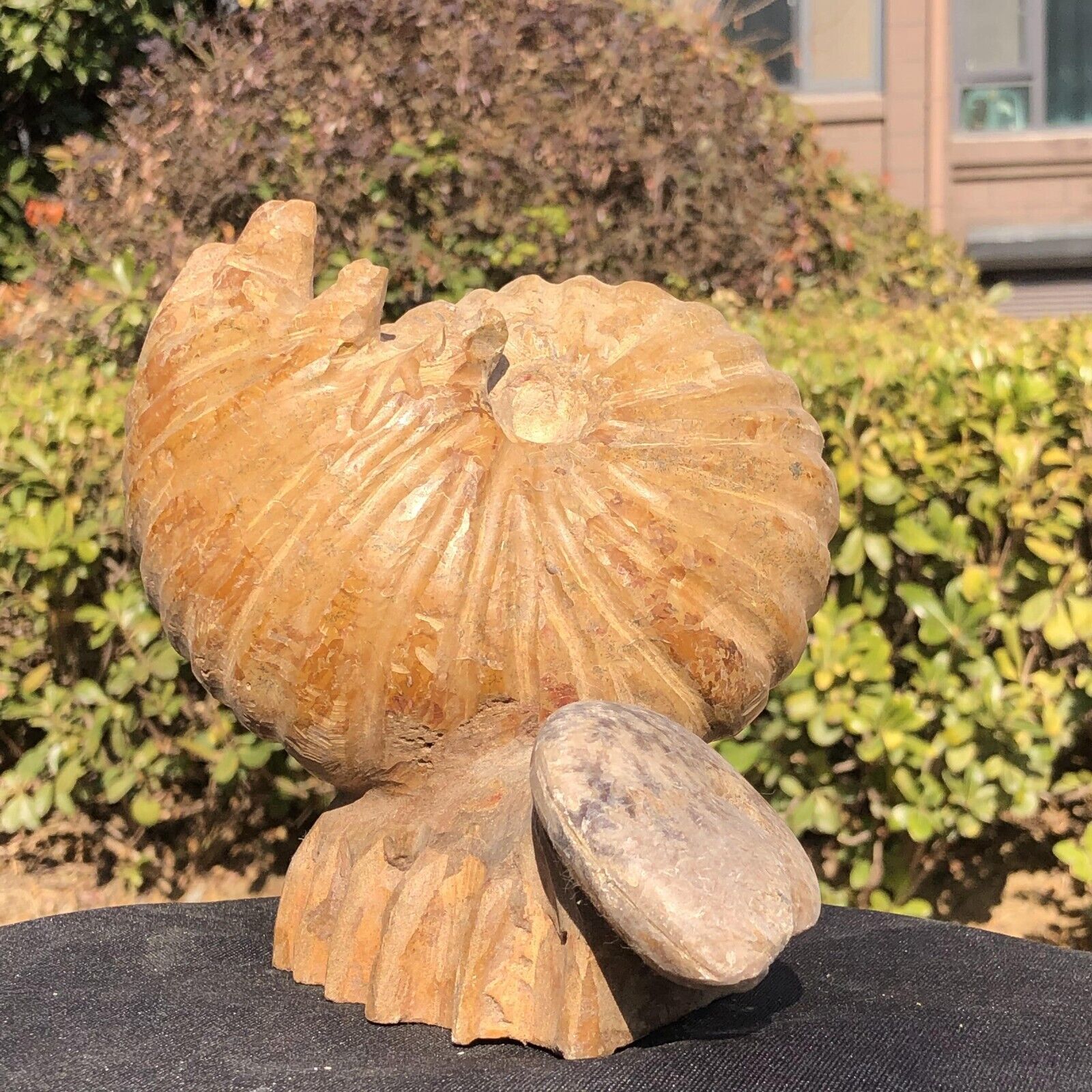 5.3LB TOP Natural Beautiful ammonite fossil conch Crystal specimen heals 236