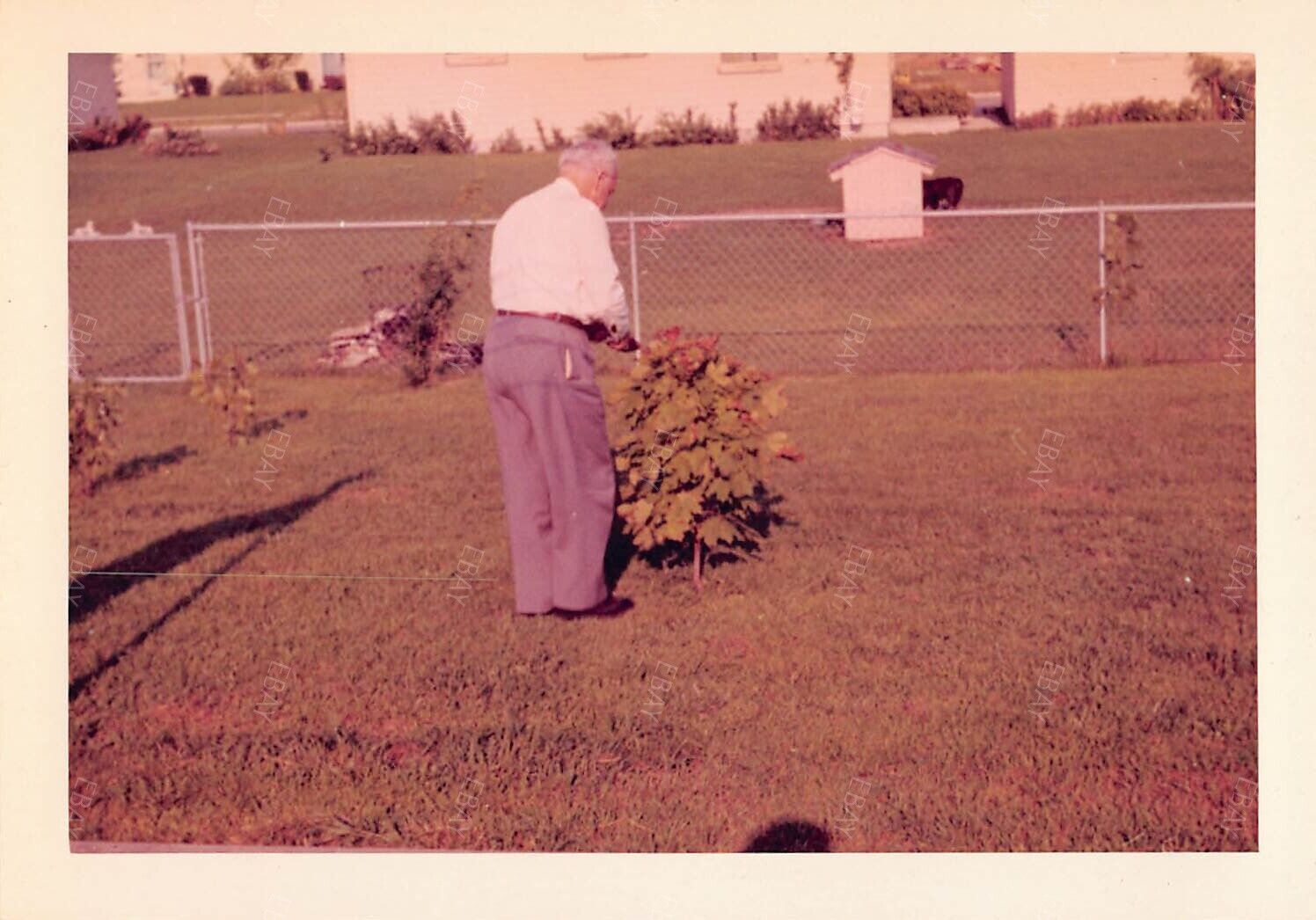 Original Photo 3.5x5 Man Grandpa Cutting Plant Leaves In Front Yard H230 #19