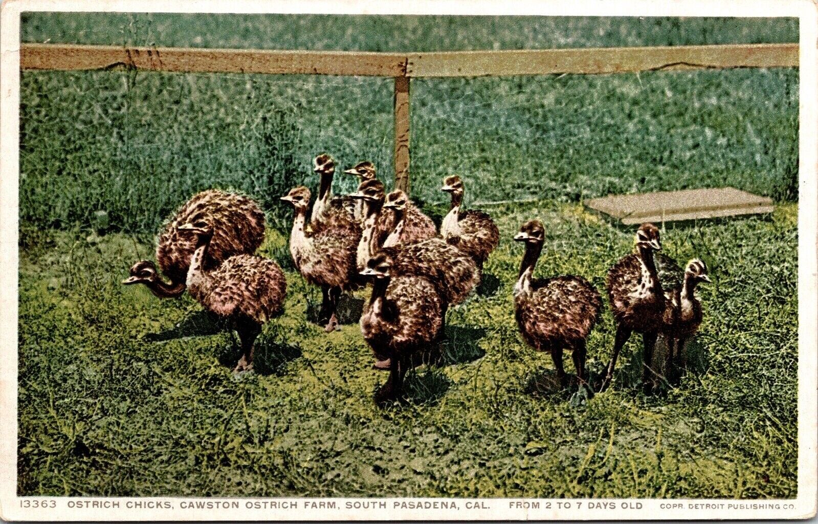 Ostrich Chicks Cawston Farm South Pasadena California Animals Vintage Postcard