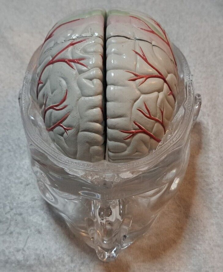 Seroquel Medical Pharmaceutical Pharma Design Brain Head Display Schizophrenia