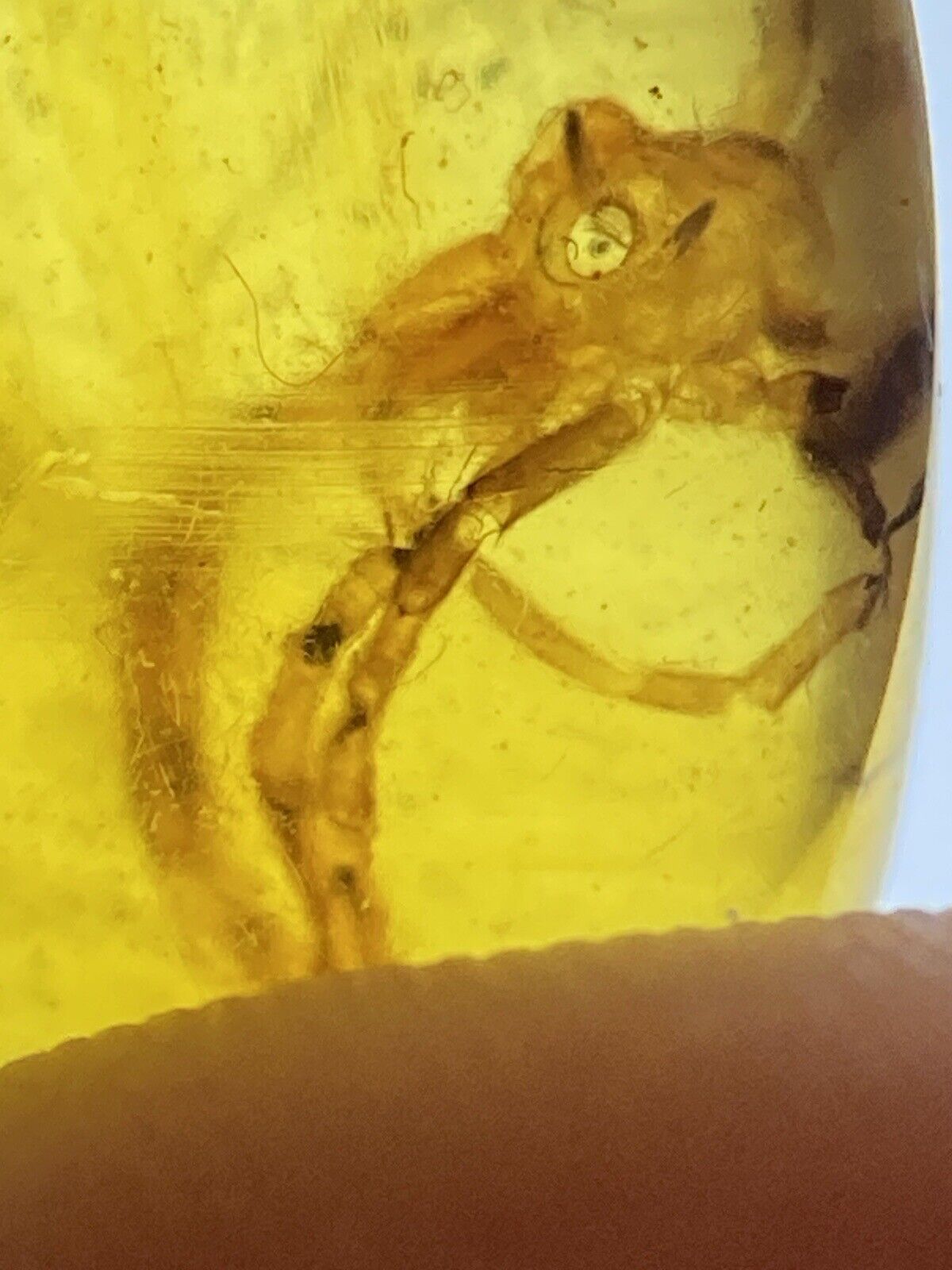 HUGE PERFECT Spider Fossil, Arachnid Inclusion, In Genuine Burmite Amber, 98myo