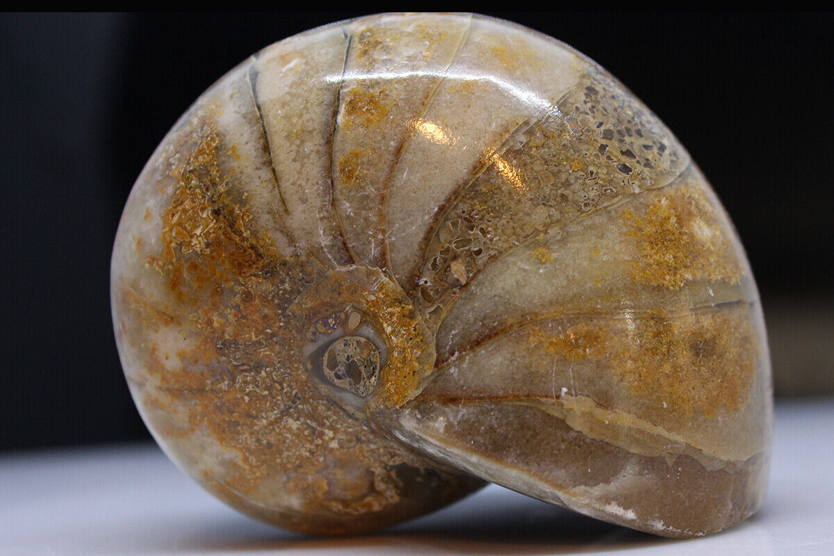 Nautilus Fossil Fish Polished Coil Golden Ratio Properties Shell See Video 38D 