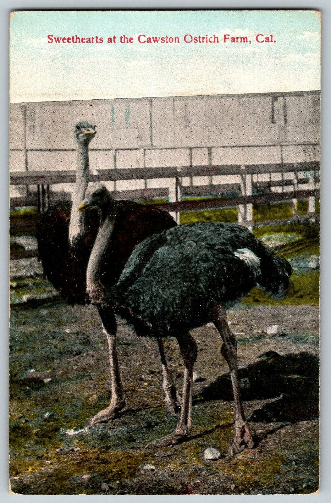 Sweethearts at the Cawston Ostrich Farm, California  - Vintage Postcard