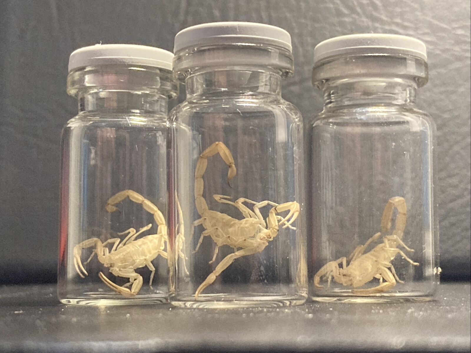 *Juvenile Molted exoskeleton* Arizona Bark Scorpion (Centruroides sculpturatus)