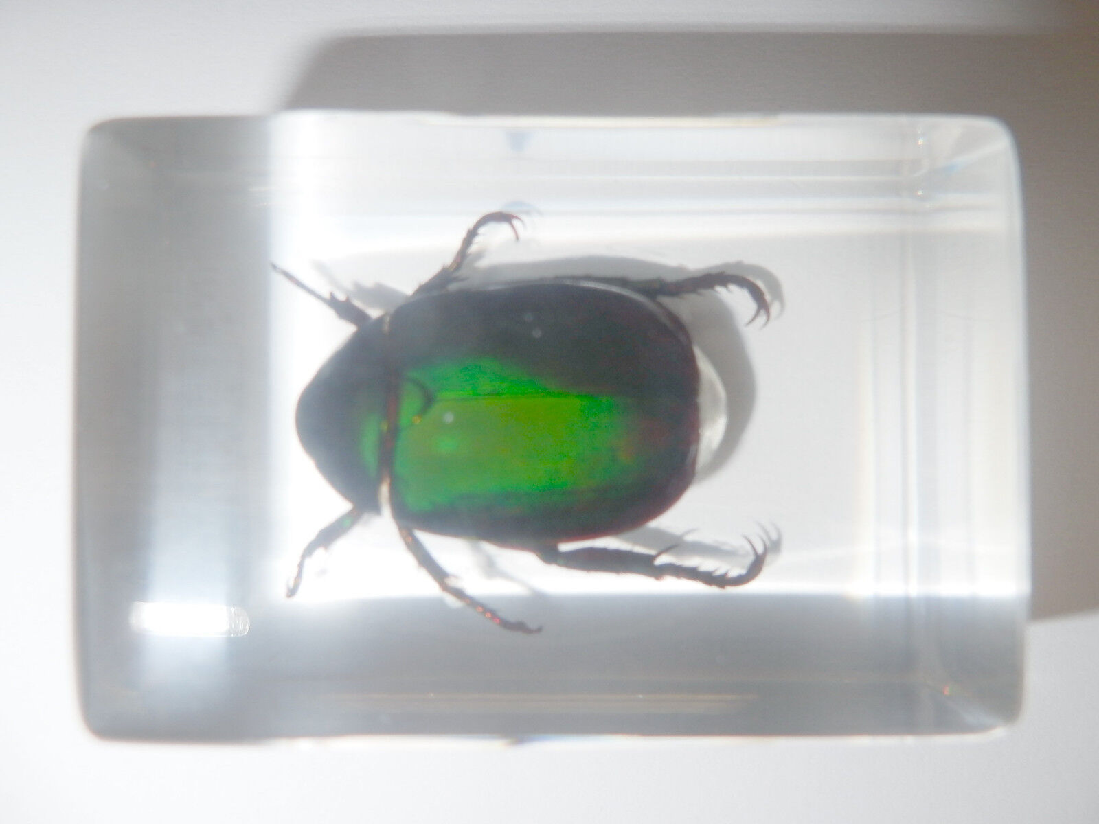 Green Chafer Beetle Anomala cupripes small Block Education Insect Specimen