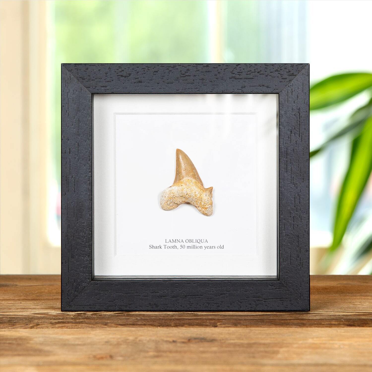 Taxidermy Shark Tooth Fossil Frame(Lamna obliqua)