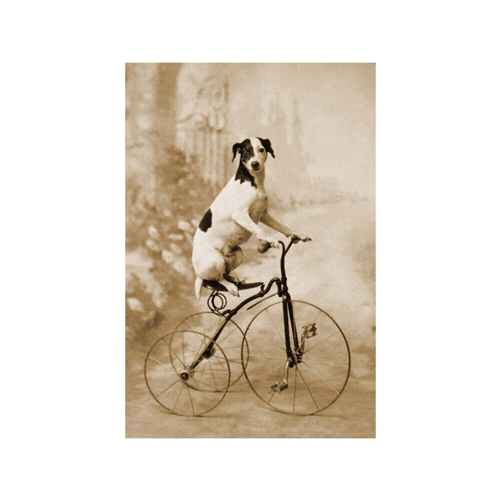 Dog On A Tricycle Vintage Postcard Image Giclee Photo Print