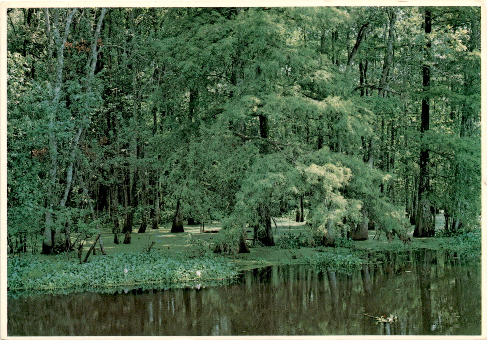 Louisiana, swamps, wetlands, region, biodiversity, thousands of acres Postcard