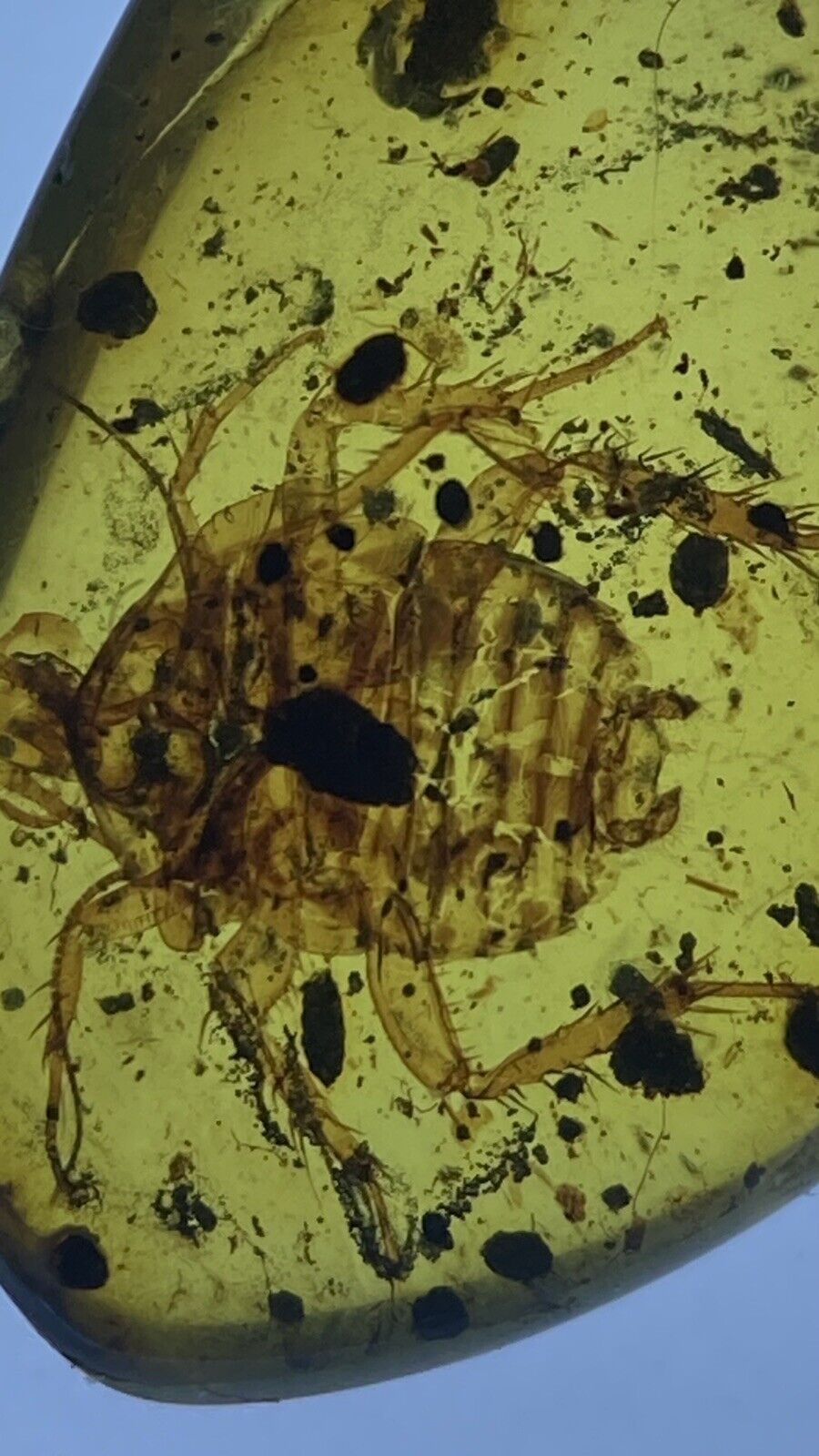 Huge Perfect Roach Cockroach 🪳, Pristine Fossil In Genuine burmite Amber, 98myo