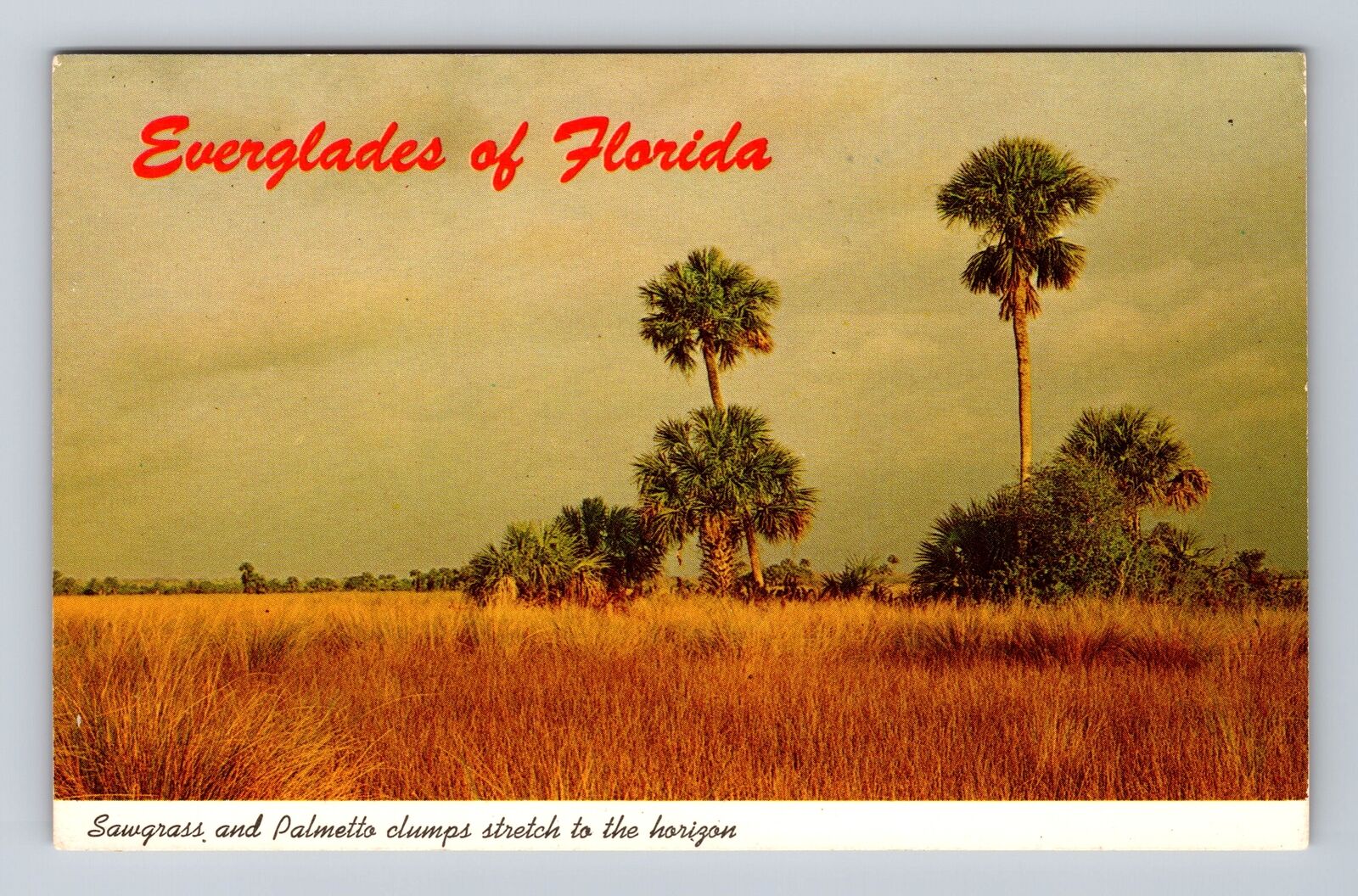 Everglades FL-Florida, Sawgrass and Palmetto Clumps, Antique Vintage Postcard