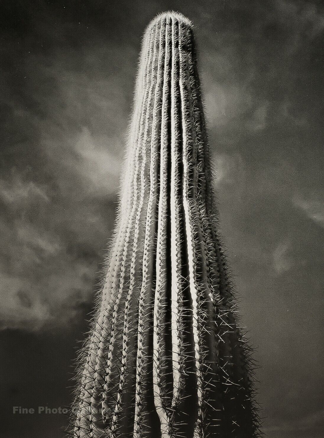 1942/72 ANSEL ADAMS Vintage Tall Cactus Detail Arizona Photo Engraving Art 11X14