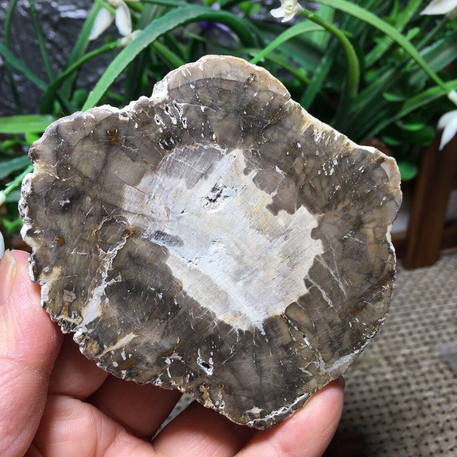 164g Beautiful Polished Petrified Wood  Crystal Slice Madagascar mn1951