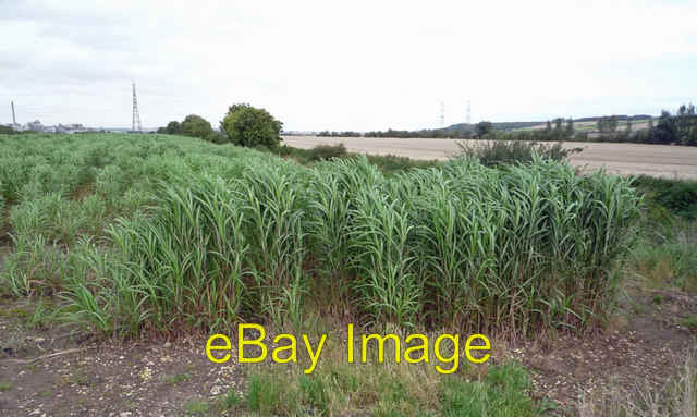 Photo 6x4 Miscanthus Biofuel Crop near Horkstow Bridge This is the first  c2008