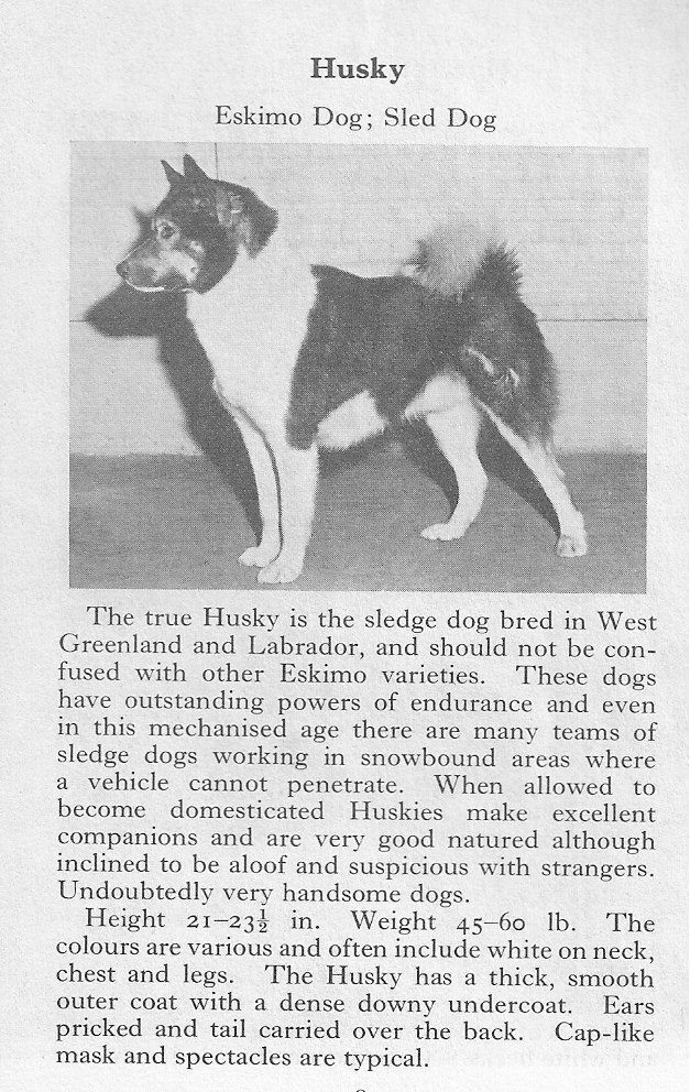 Siberian Husky - CUSTOM MATTED - 1970 Vintage Dog Art Photo Print - GIFT
