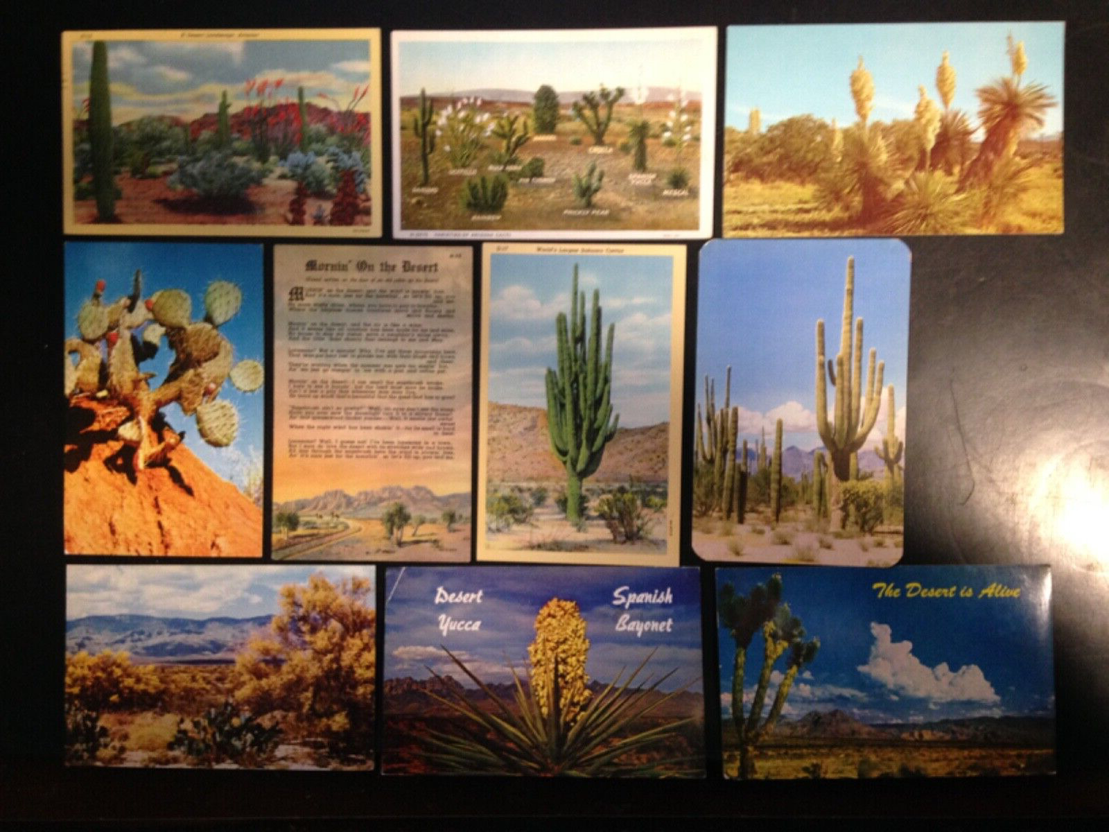 40+ Postcard lot, Desert, Cactus. Set 3. Nice