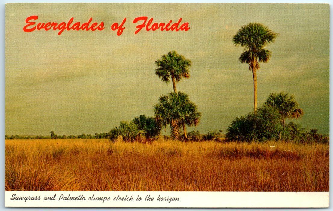 Sawgrass and Palmetto clumps Stretch to the Horizon - Everglades of Florida