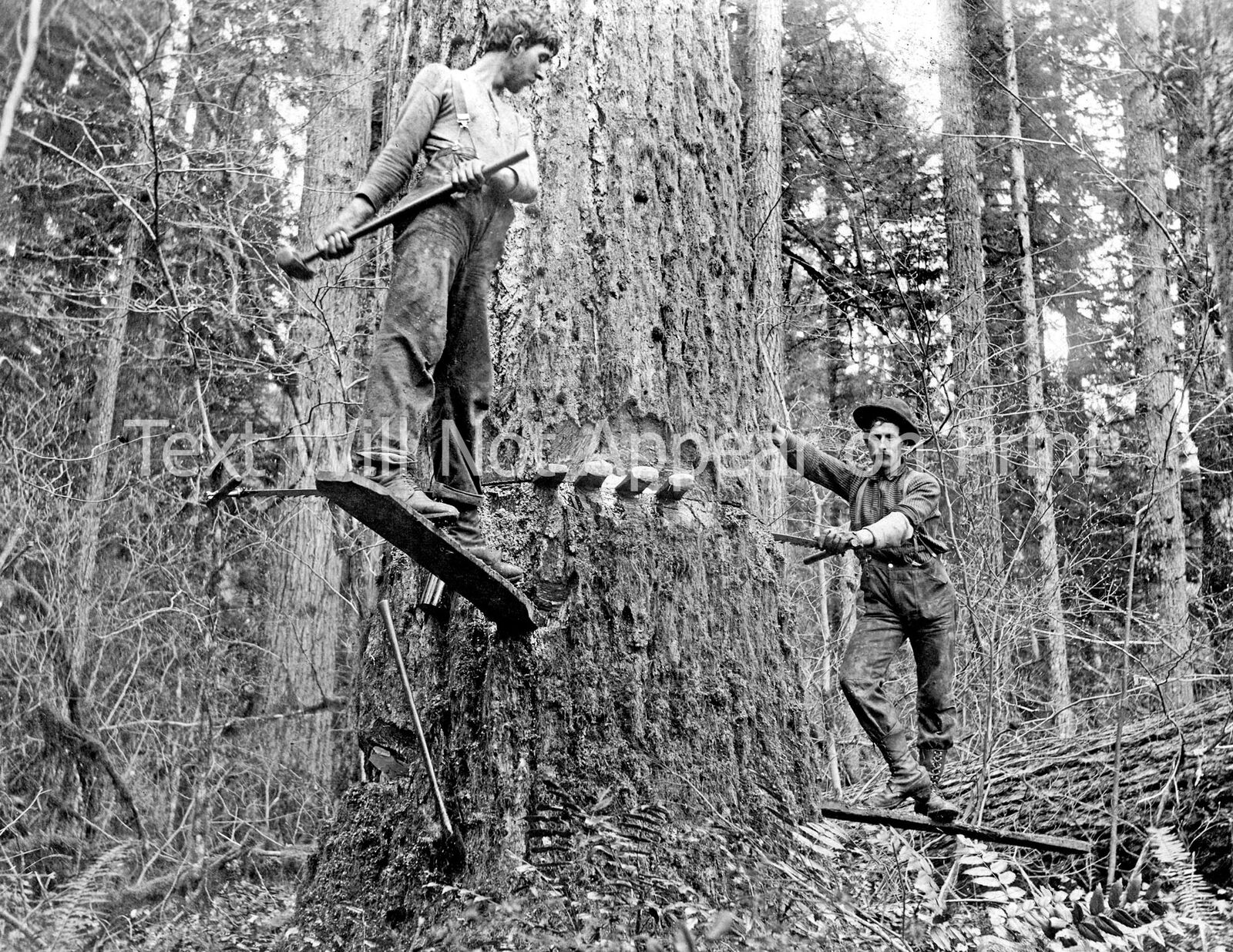 Two Loggers with Springboards, Oregon Old Photo 8.5\
