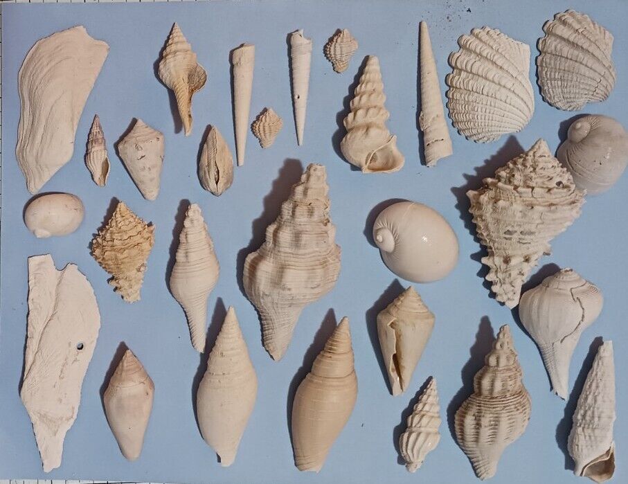 Florida Fossil Shell Extinct Lot Miter, Cerith, Pyrazus Near Full Aperature FS39
