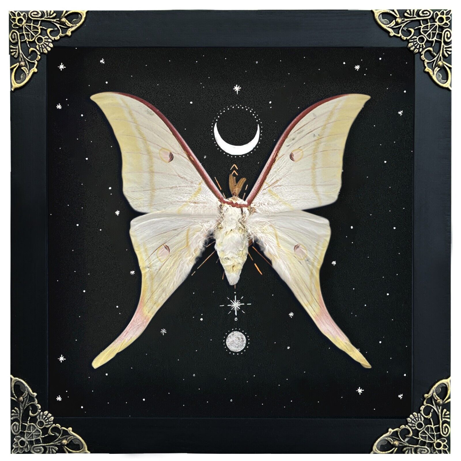 Real Luna Moth Open Wings Deep Display Shadow Box Dried Insect Collection