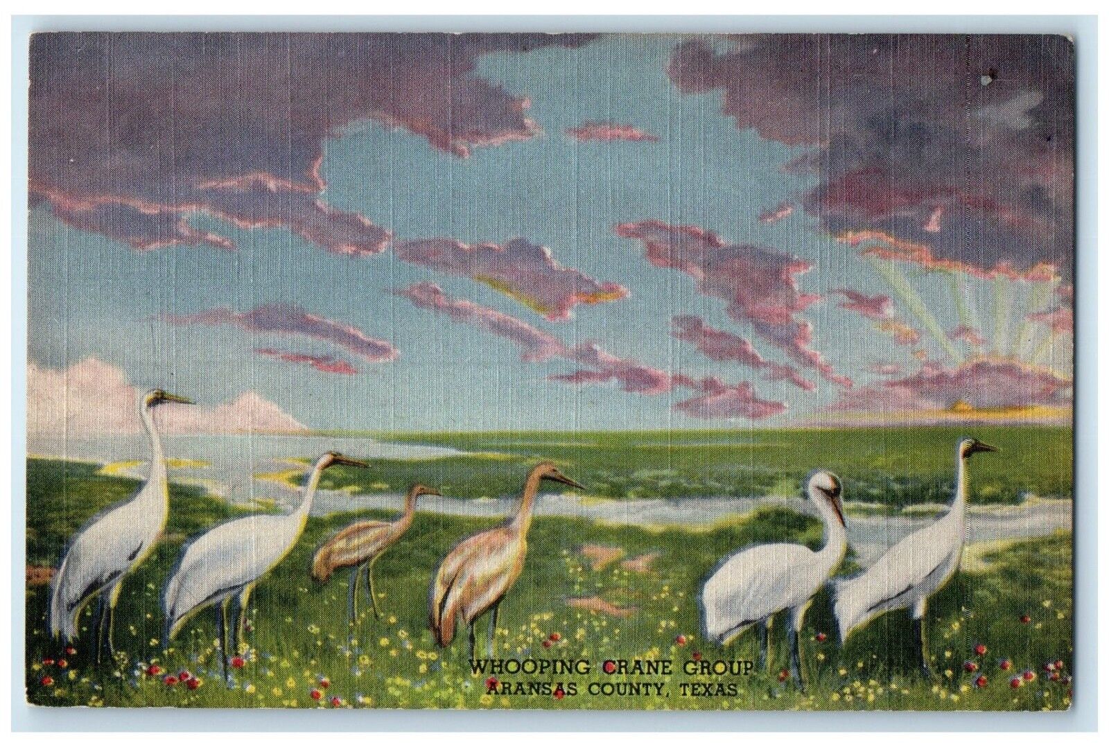c1930\'s Whooping Crane Group Arkansas County Texas TX, Goose Vintage Postcard