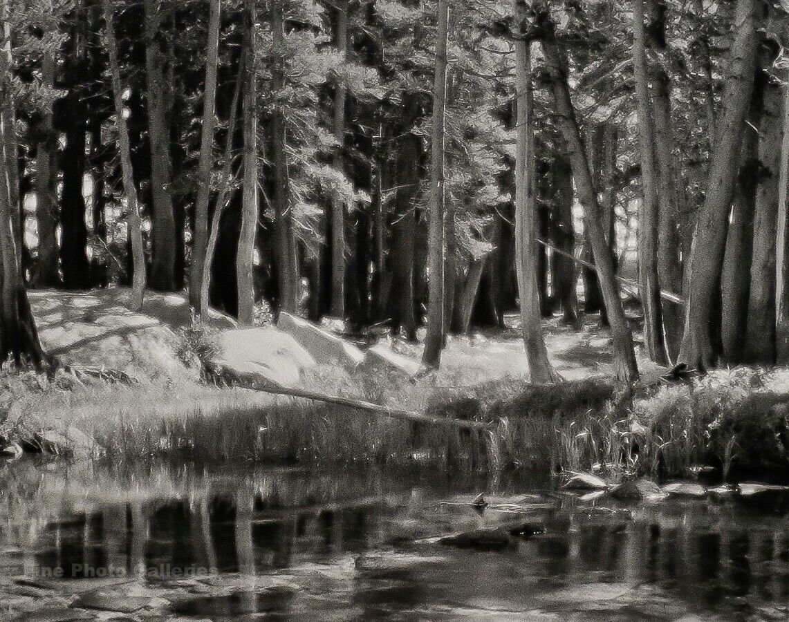 1921/72 ANSEL ADAMS Vintage Yosemite Pine Forest River Landscape Photo Art 11X14